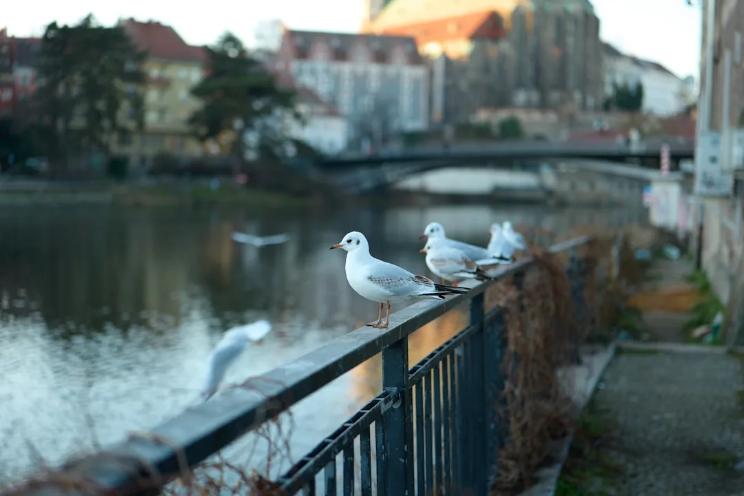 Calle histórica de Görlitz con fachadas antiguas y un ambiente ideal para alojarse cerca del centro.