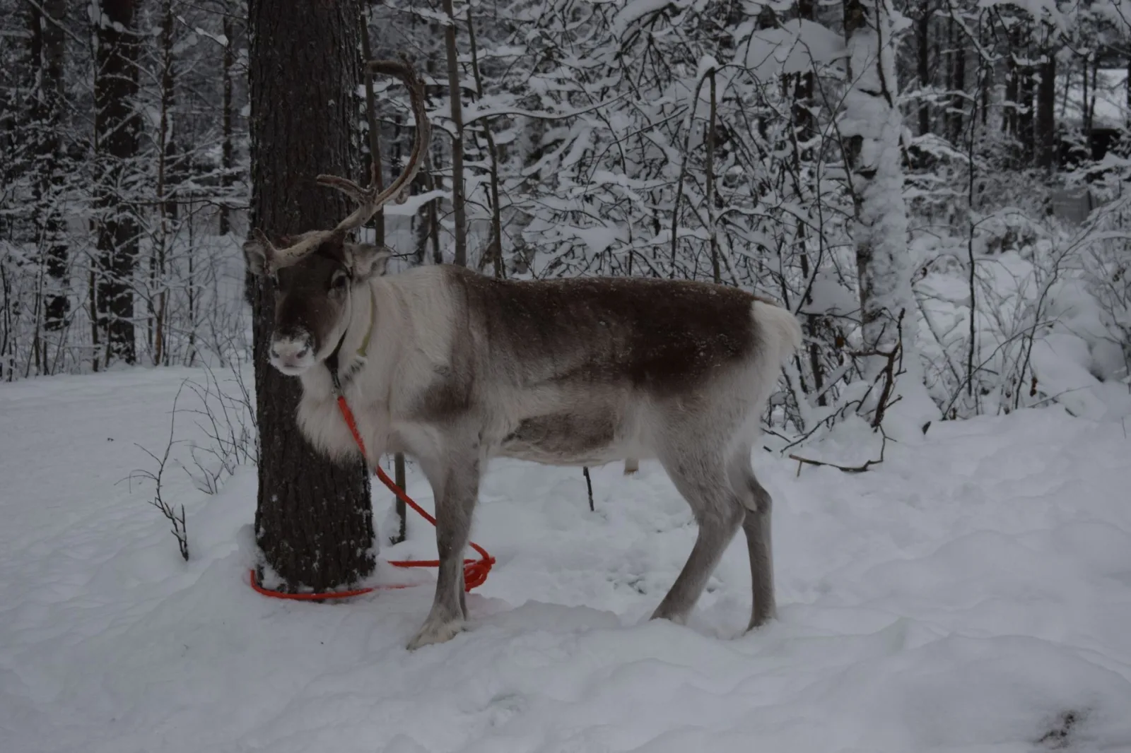 Reindeer and huskies in sleds on the snow of Rovaniemi, with an Arctic excursion vibe.