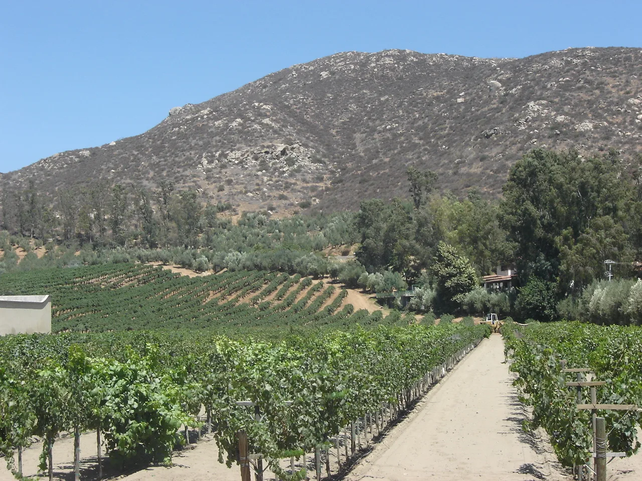 Vineyards of Valle de Guadalupe in a green landscape under a clear sky, suggesting the best time to visit.
